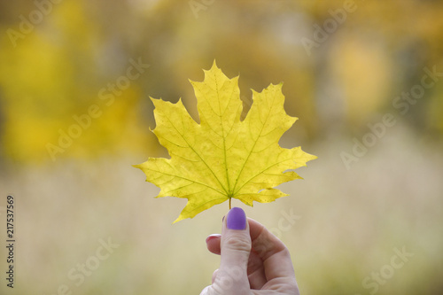 Maple leaf in the female hand. Autumn concept