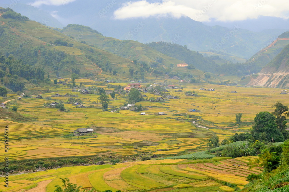 Landscape of golden rice terraced field in harvest season at Sapa in vietnam
