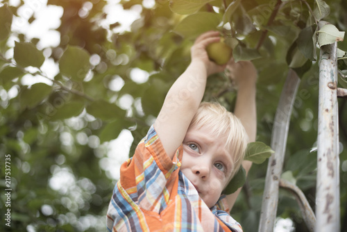 Little blond boy picking apples. Portrait