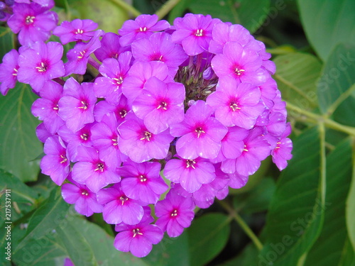 Blue flower