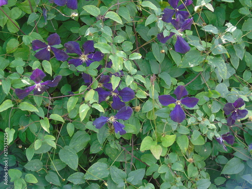 Blue Flowers