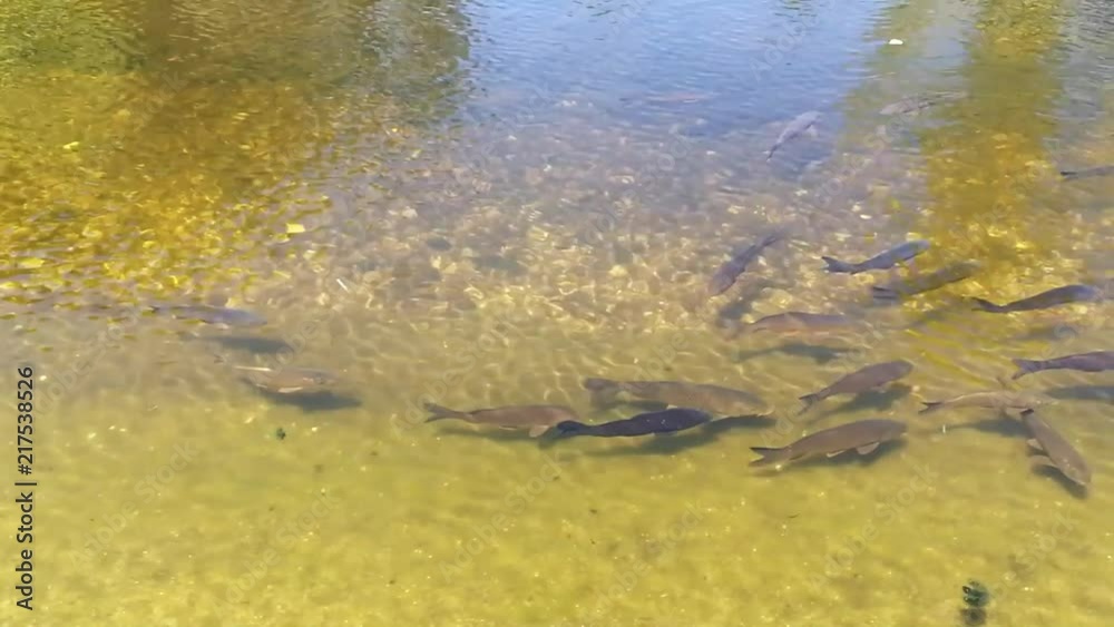 Peixes num pequeno lago