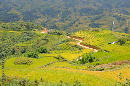 Landscape of golden rice terraced field in harvest season at Sapa in vietnam