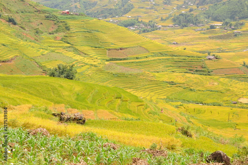 Landscape of golden rice terraced field in harvest season at Sapa in vietnam Landscape of golden rice terraced field in harvest season at Sapa in vietnam