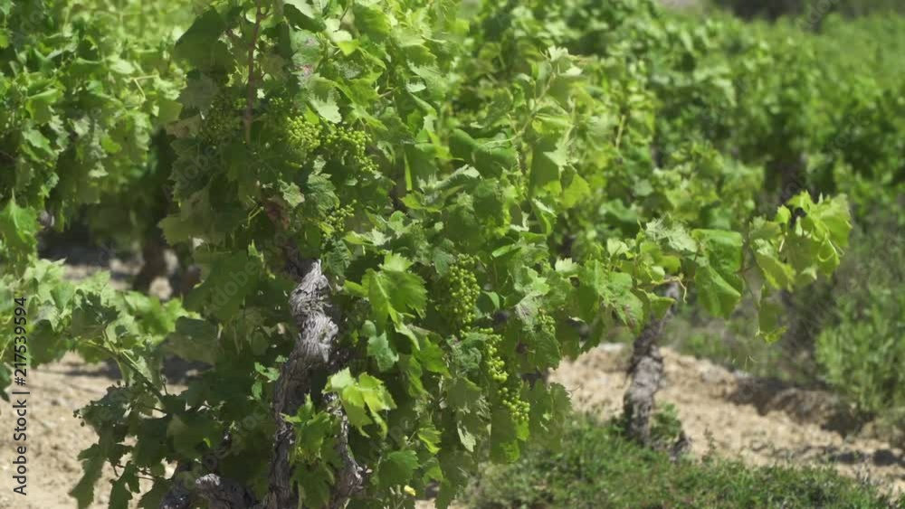 A small vineyard in southern France on a windy day A small vineyard in southern France on a windy day