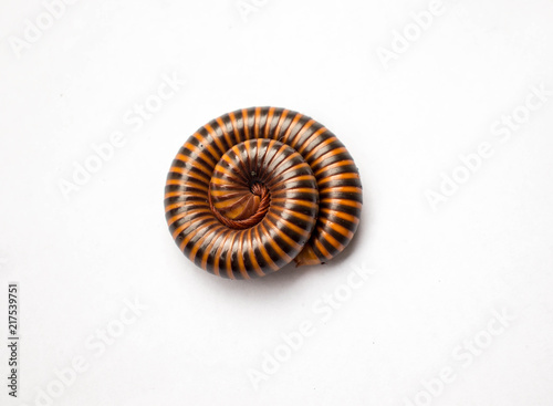 Beautiful red millipede rolled into a circle isolated on white background .
