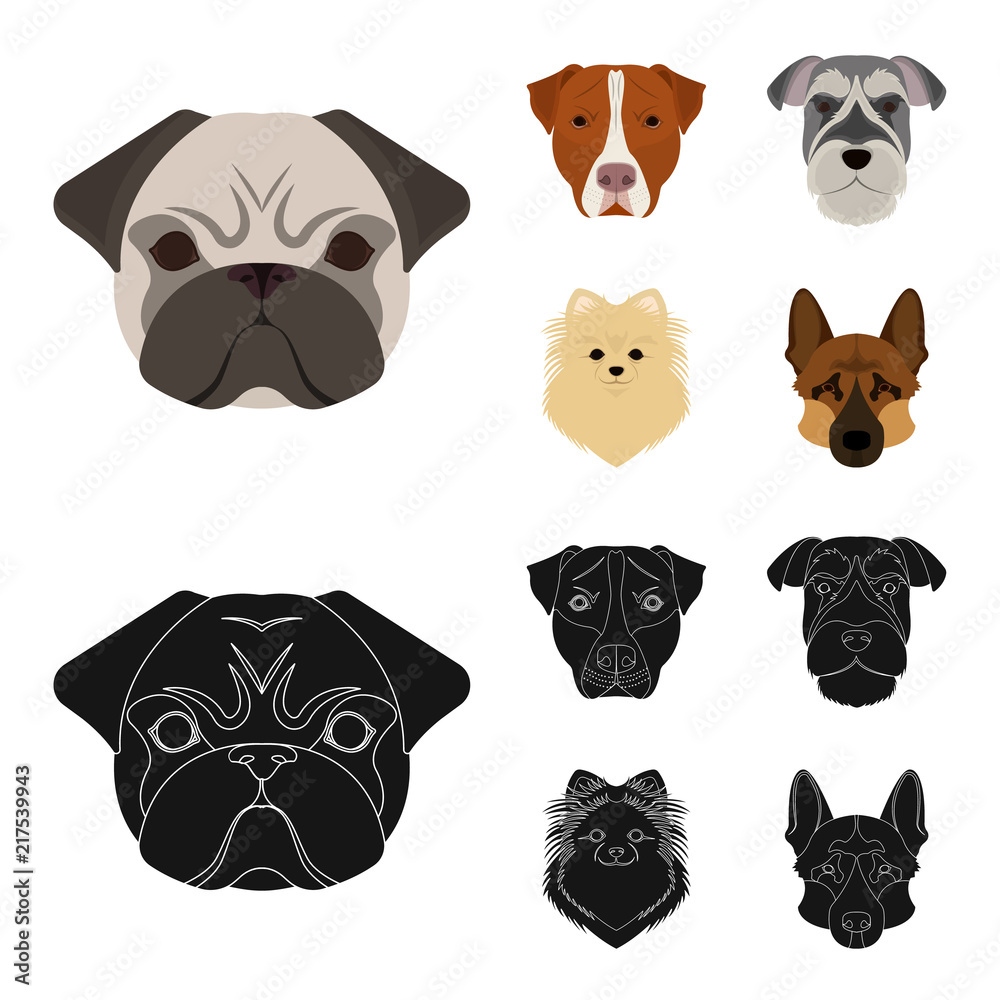 Fototapeta Muzzle of different breeds of dogs.Dog breed Stafford, Spitz, Risenschnauzer, German Shepherd set collection icons in cartoon,black style vector symbol stock illustration web.