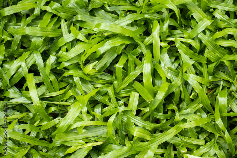 Fresh and green tropical carpet grass for background. Fresh and green tropical carpet grass for background.