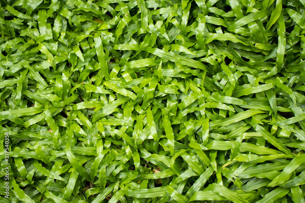 Fresh and green tropical carpet grass for background.