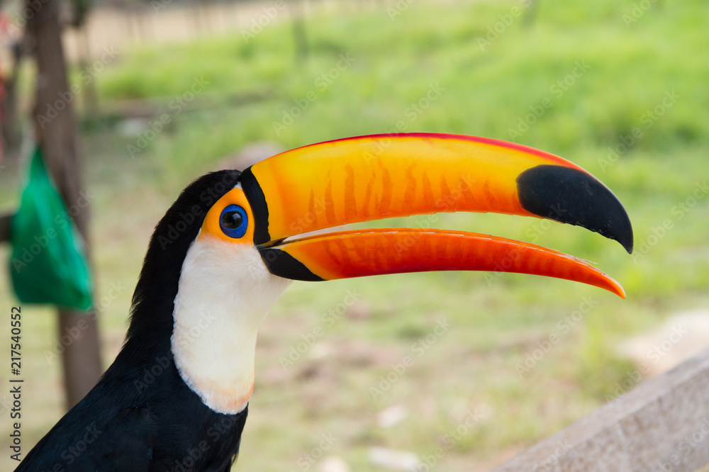 Toucan bird in boca de valeria, brazil. Toco toucan on nature. beautiful toucan bird with orange beak. toucan in wildlife. Travel to Latin America. Hello summer Toucan bird in boca de valeria, brazil. Toco toucan on nature. beautiful toucan bird with orange beak. toucan in wildlife. Travel to Latin America. Hello summer
