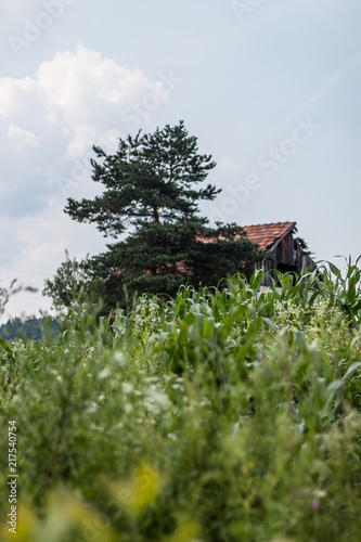 A lone ruined house next to a corn field (Turija, Bosnia) photo