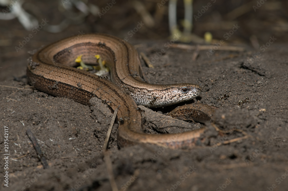 Fototapeta premium Slow Worm (Anguis fragilis)/Slow Worm discovered under refugia