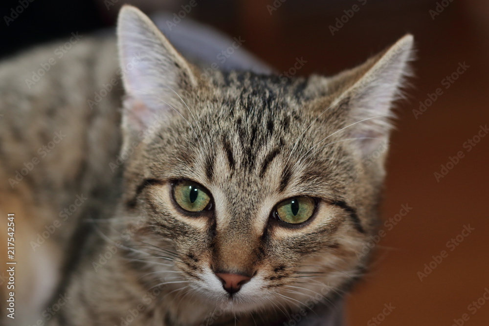 junge Katze Portrait junge Katze Portrait