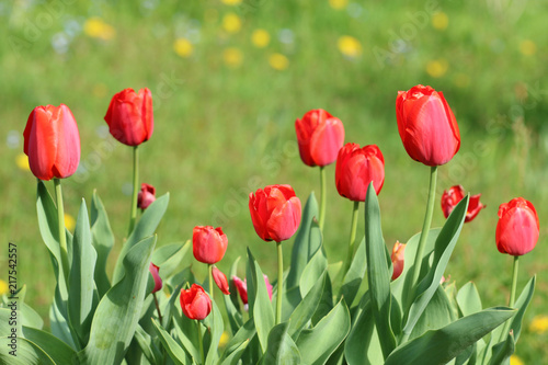 Tulpen