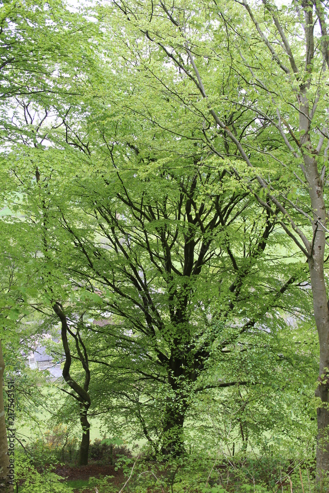 Nature Woodland Landscape Background Nature Woodland Landscape Background