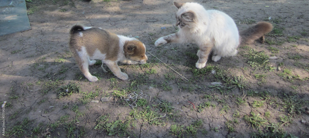 The dog play with him is afraid of the cat who wants to. The dog play with him is afraid of the cat who wants to.