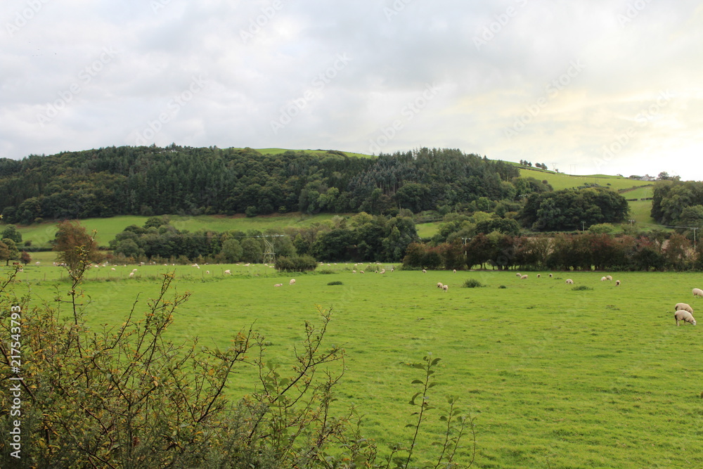 Fototapeta premium Countryside Landscape Background