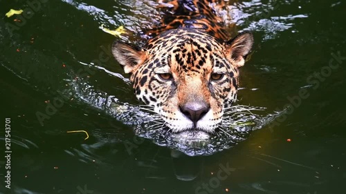 Slow-motion of jaguar playing and swimming in pond photo