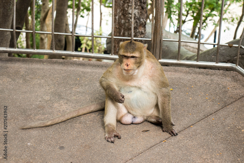 Fat Monkey A funny and cute fat monkey is sitting on the ground. Stock Photo