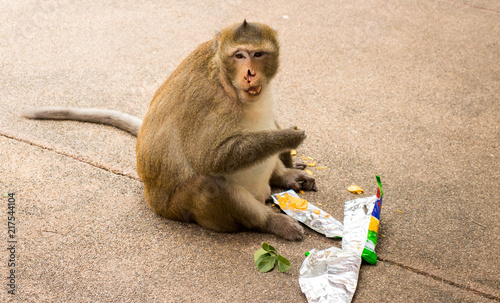 Canvas Print Funny shot of fat monkey who is eating an human snack.