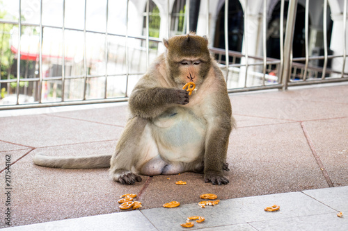 Photography Funny shot of fat monkey who is eating biscuits.