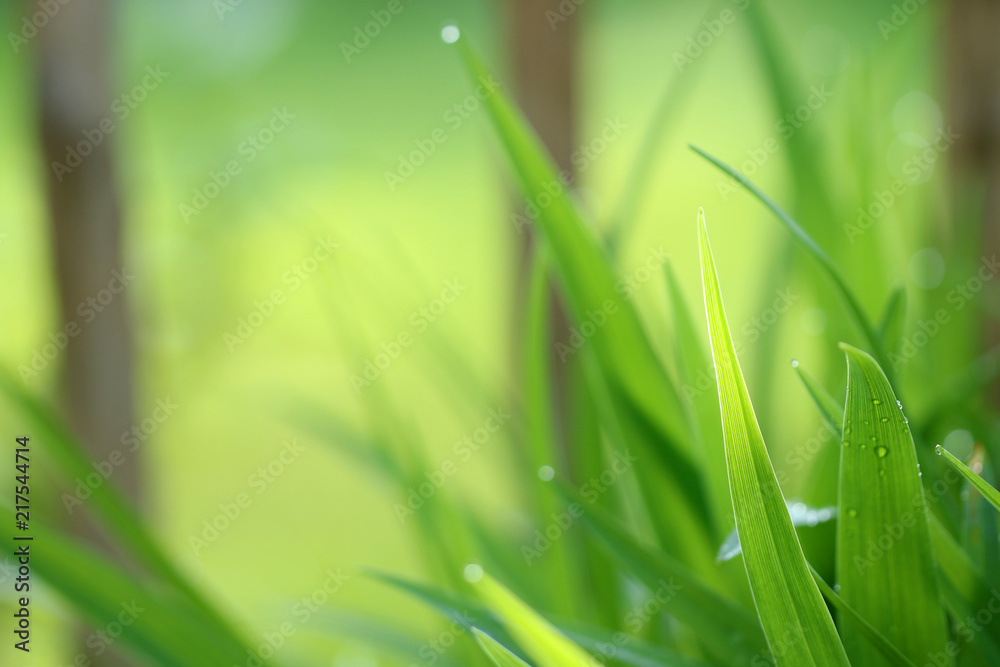 Obraz premium Blätter mit Tropfen