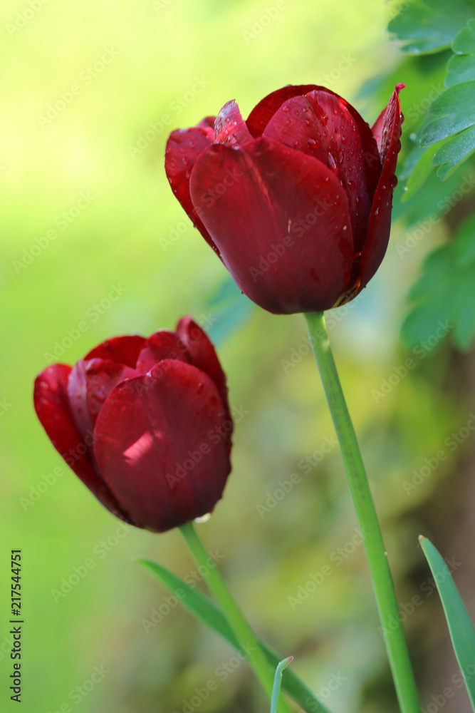 Tulpen Tulpen