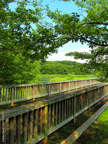 木橋と林風景