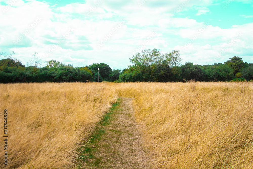 A path through a field on long grass