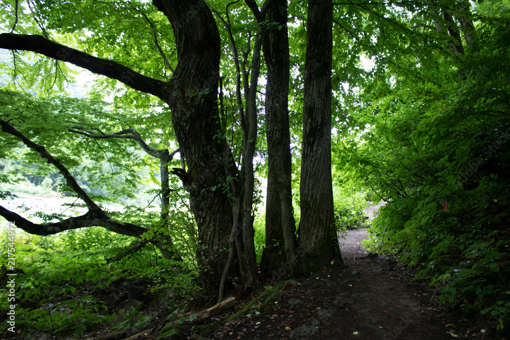 Naklejka premium Three Trees