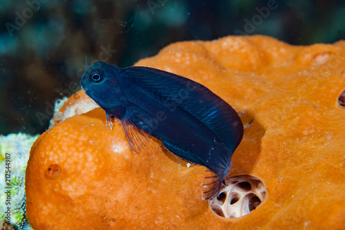 Black blenny Atrosalarias fuscus