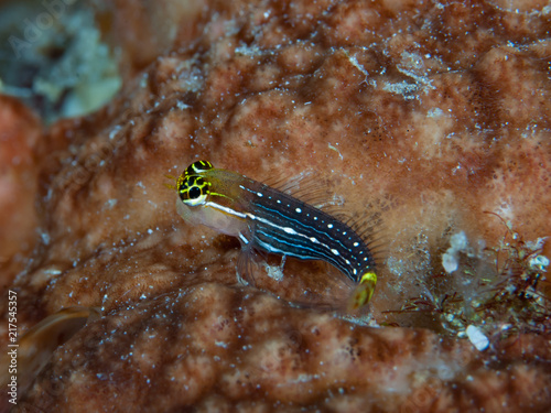 White-lined combtooth blenny Ecsenius pictus photo