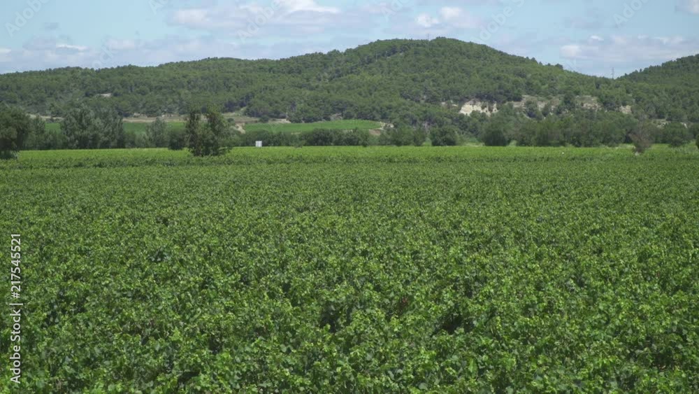 Large vineyard for wine mass production in the Languedoc region in southern France Large vineyard for wine mass production in the Languedoc region in southern France
