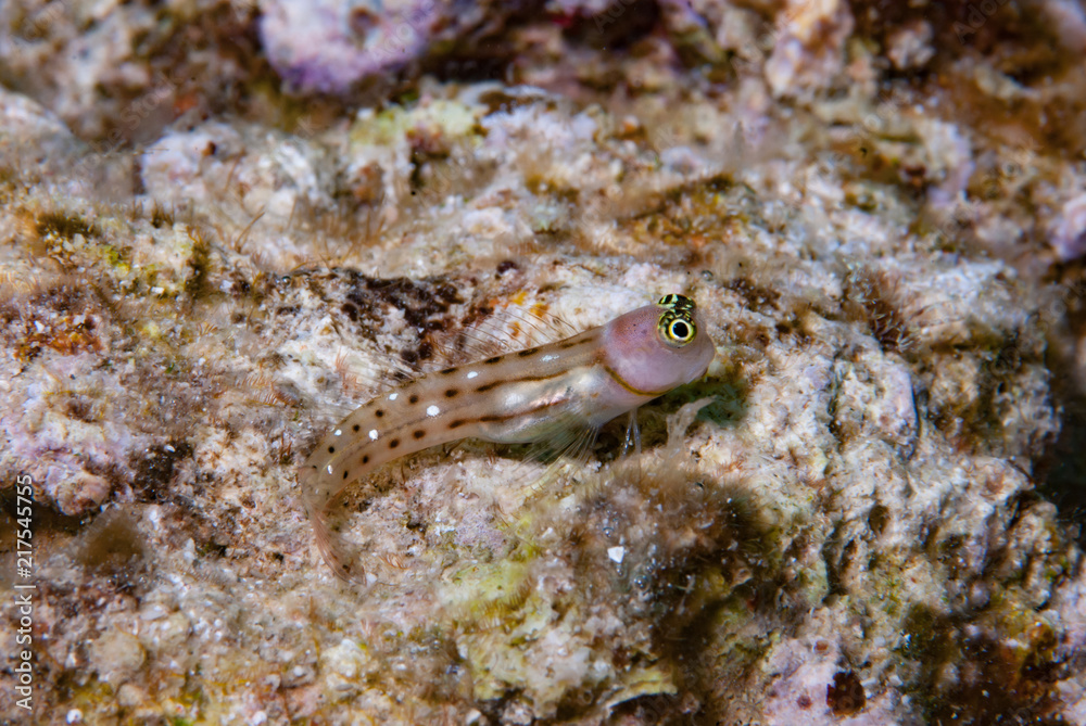 White-spotted combtooth blenny Ecsenius trilineatus White-spotted combtooth blenny Ecsenius trilineatus