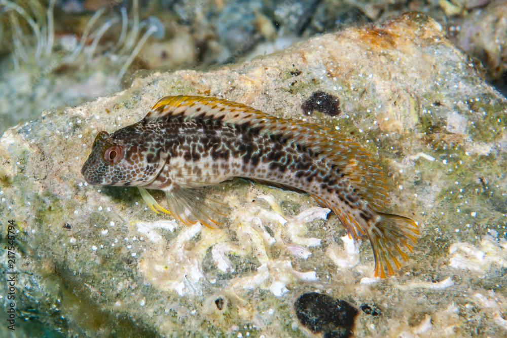 Ringneck blenny Parablennius pilicornis Ringneck blenny Parablennius pilicornis