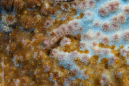 White-spotted combtooth blenny Ecsenius trilineatus photo
