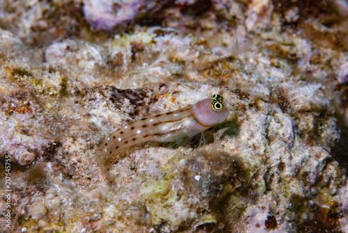 White-spotted combtooth blenny Ecsenius trilineatus
