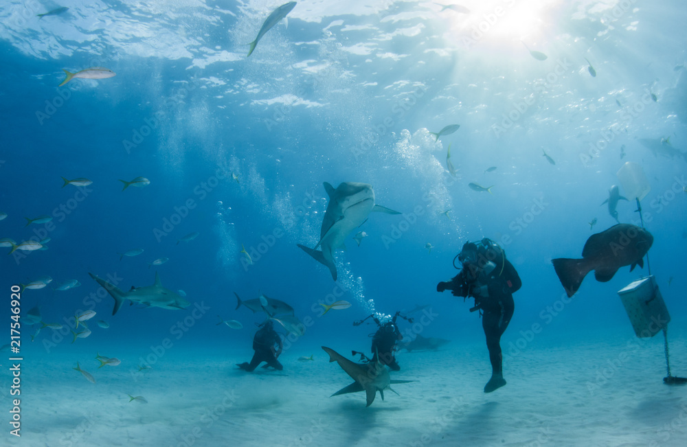 Fototapeta premium Tiger shark at Tigerbeach, Bahamas