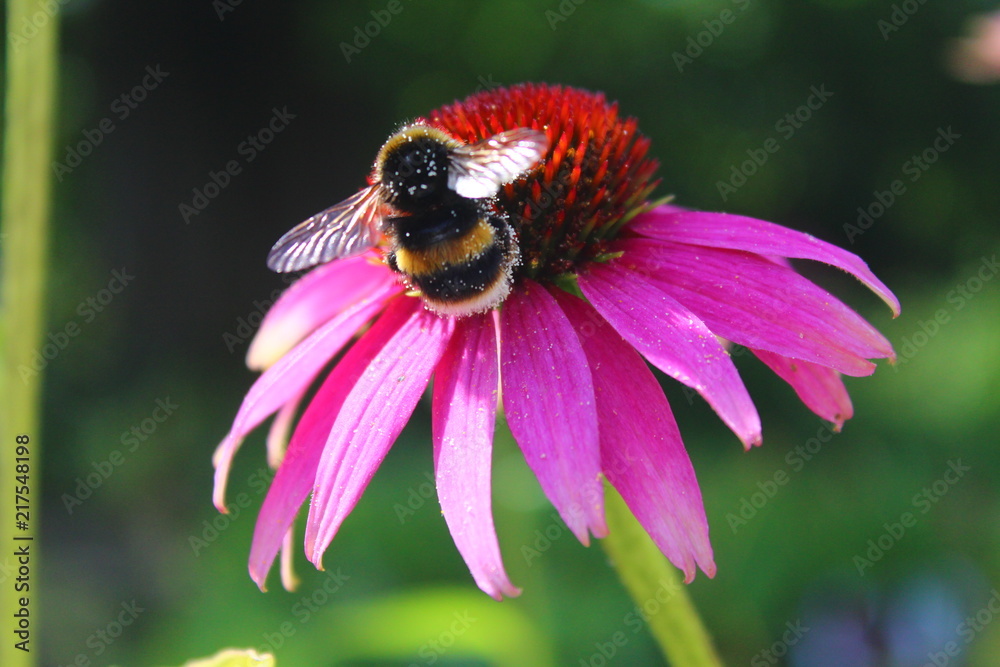 Nature Flower Background Nature Flower Background