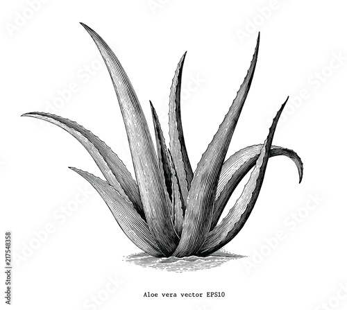 Aloe vera hand draw vintage botanical clip art isolated on white background