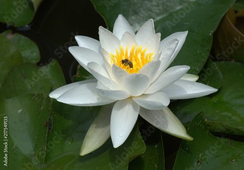 Cute white waterlily and the bee