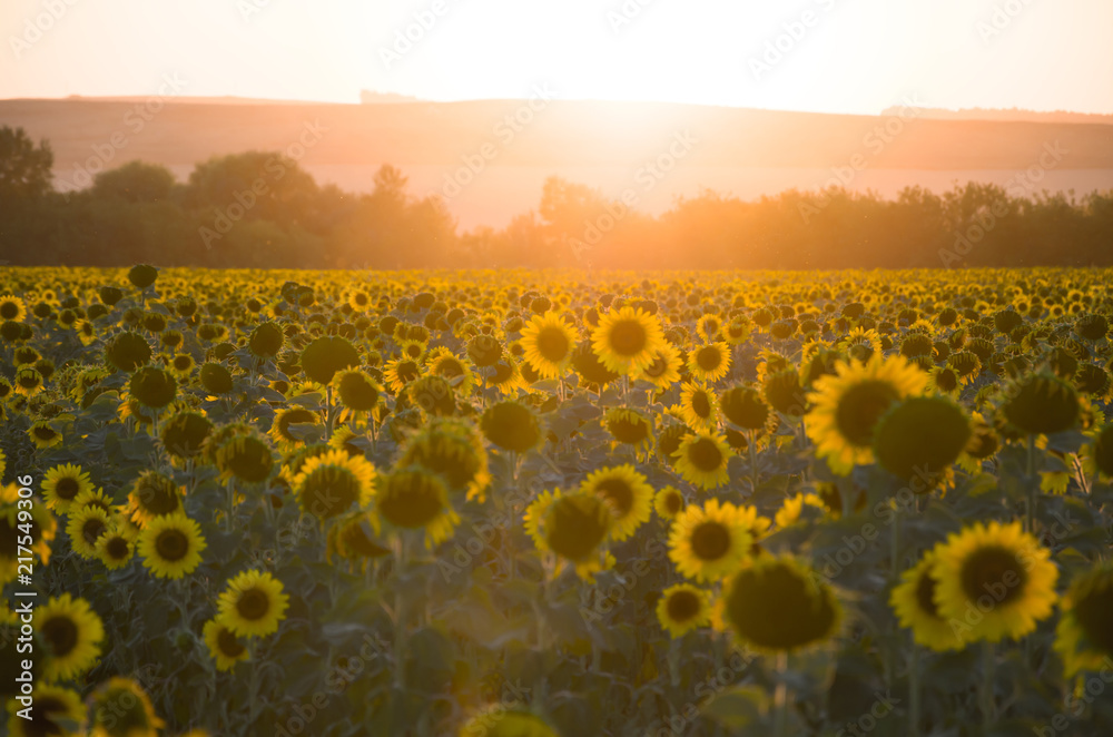 Obraz premium Dawn in the field with sunflowers