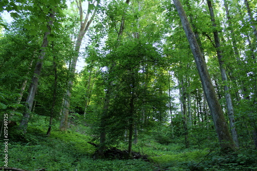 wild forest