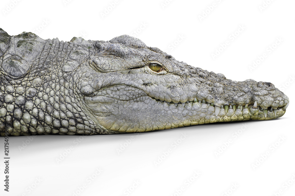Obraz premium Crocodile head studio shot, white background.