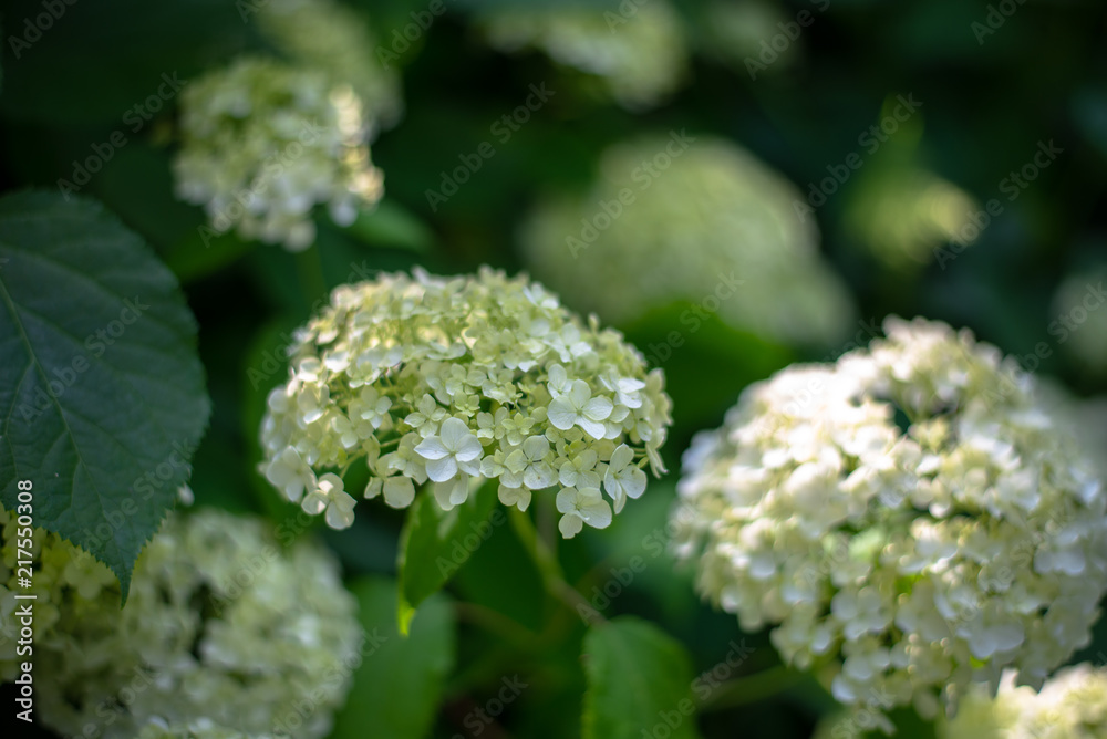Wildflowers Wildflowers