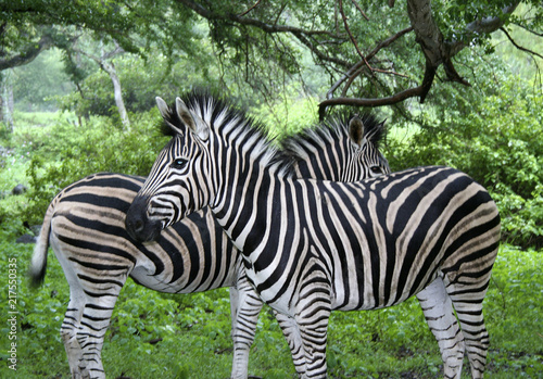 zwei Zebras kontr  r
