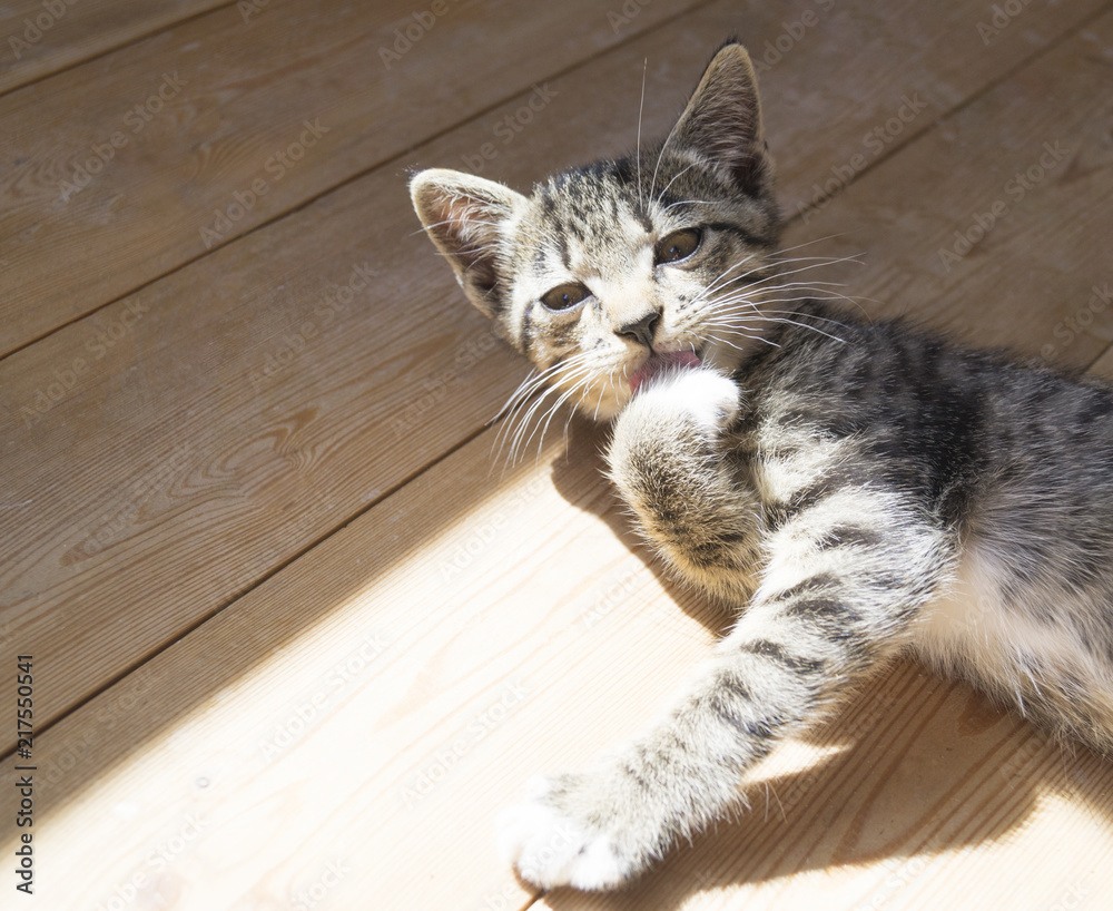 small kittens play on the wooden floor. Sunlight.