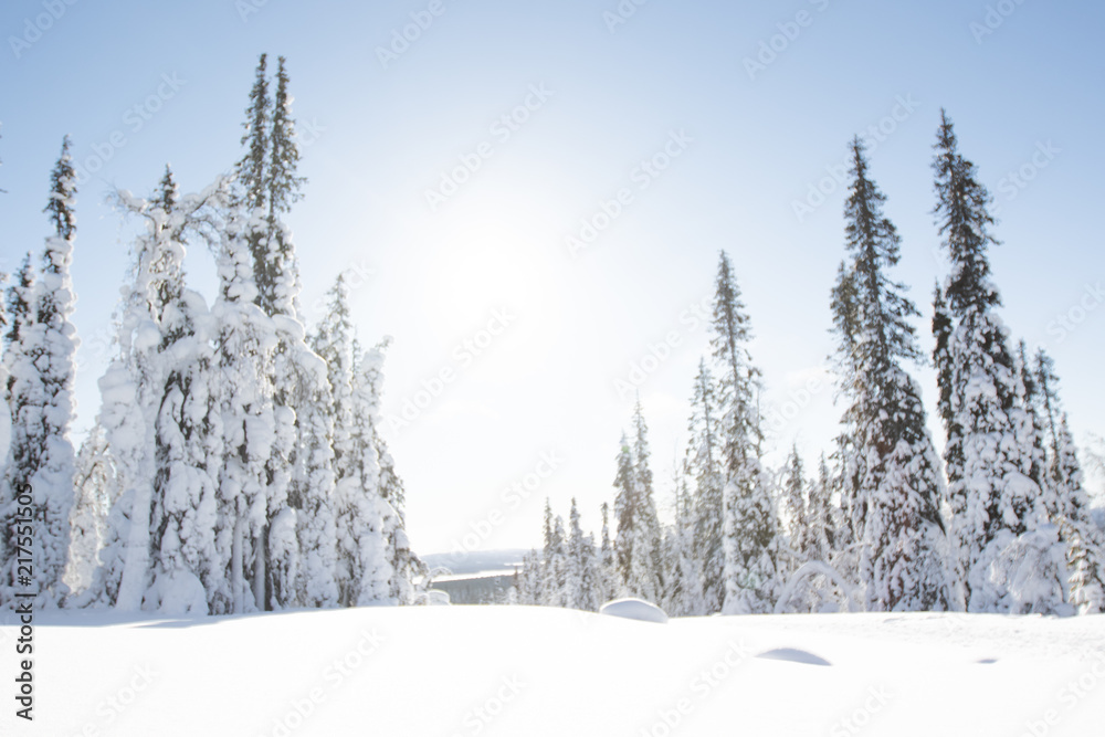 Obraz premium winter wonderland