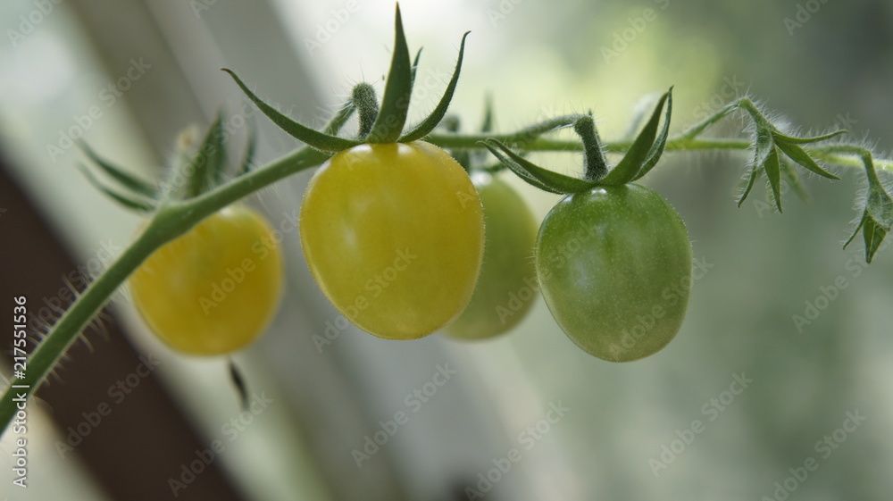 scherry pomidor koktailowy