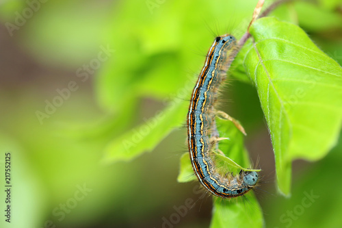 Ringelspinner photo